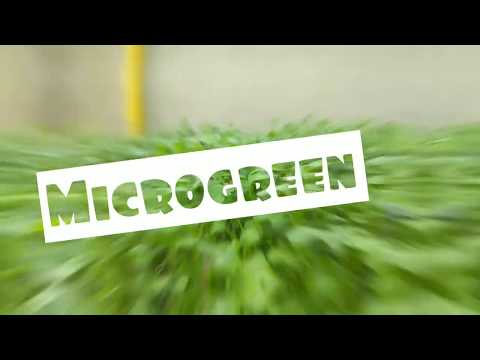 მე ვარ ფერმერი - მიკროგრინი/Microgreen